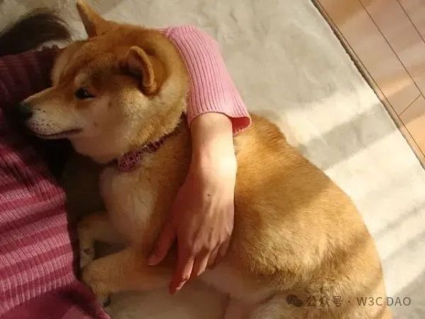 狗狗币原型柴犬去世缩略图